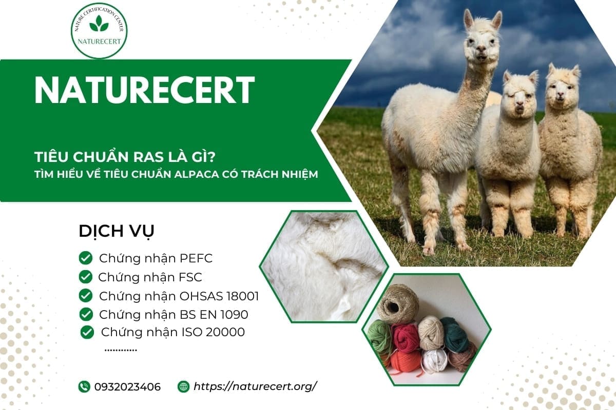 Tiêu chuẩn RAS là gì? Tìm hiểu về tiêu chuẩn Alpaca có trách nhiệm 