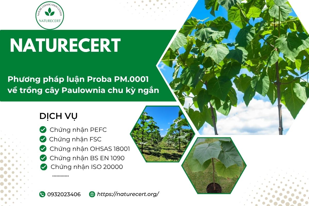 Phương pháp luận Proba PM.0001 về trồng cây Paulownia chu kỳ ngắn 