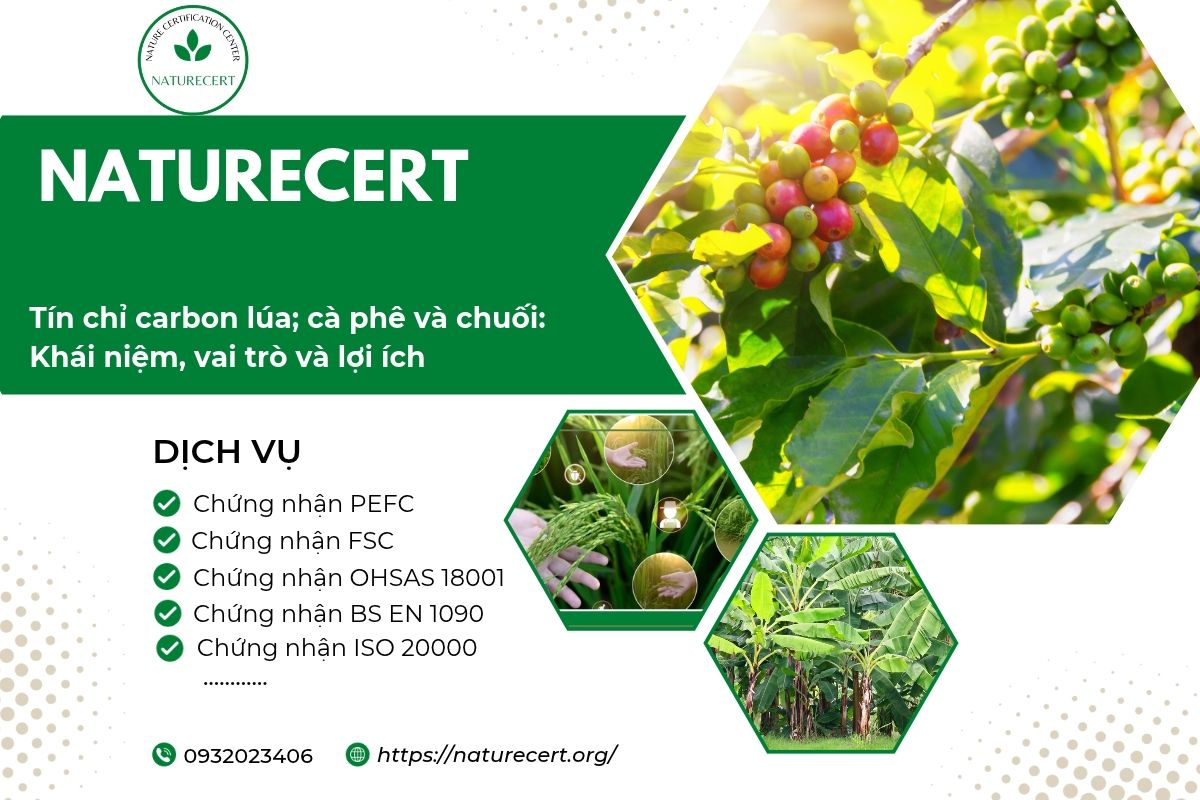 Tín chỉ carbon lúa; cà phê và chuối: Khái niệm, vai trò và lợi ích