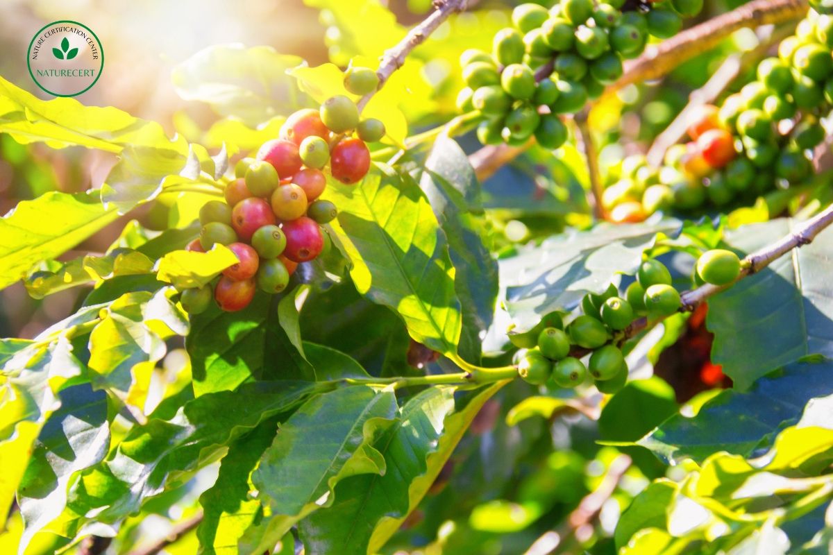 Tầm quan trọng của tín chỉ carbon lúa; cà phê và chuối