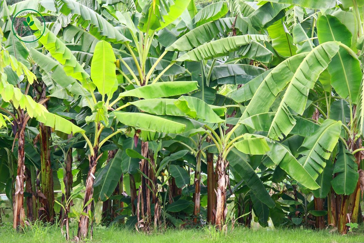 Vai trò của tín chỉ carbon đối với sản xuất lúa; cà phê và chuối