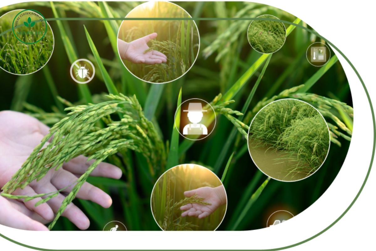 Tín chỉ carbon lúa; cà phê và chuối là gì?